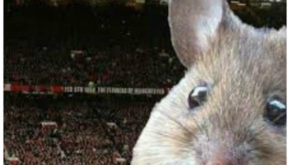 Manchester United: Las ratas también ver los partidos en el Old Trafford