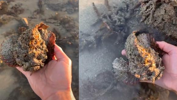 Un hombre compartió el momento exacto donde decidió agarrar a un pez piedra en el mar de Australia