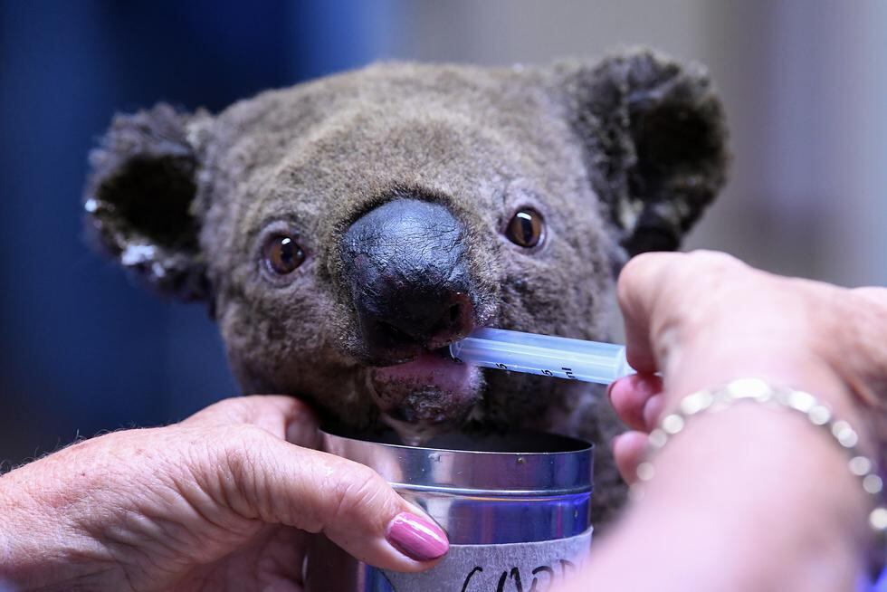 Un Koala deshidratado y herido recibe tratamiento en el Hospital Port Macquarie Koala en Port Macquarie el 2 de noviembre de 2019, luego de su rescate de un incendio forestal. (Foto: SAEED KHAN / AFP)