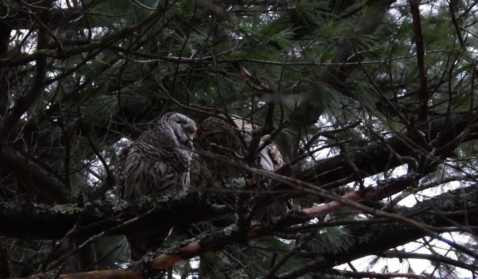 Los animales se mostraron sumamente cariñosos. (Captura)