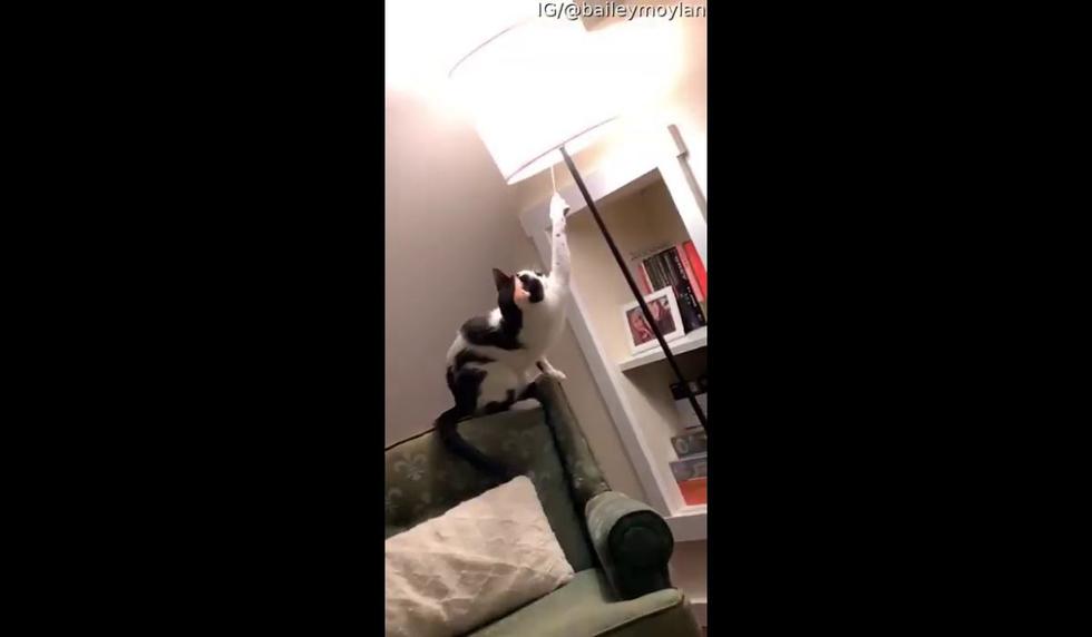 La reacción de la dueña del animal fue una de las cosas más llamativas del clip. (Captura video de YouTube)