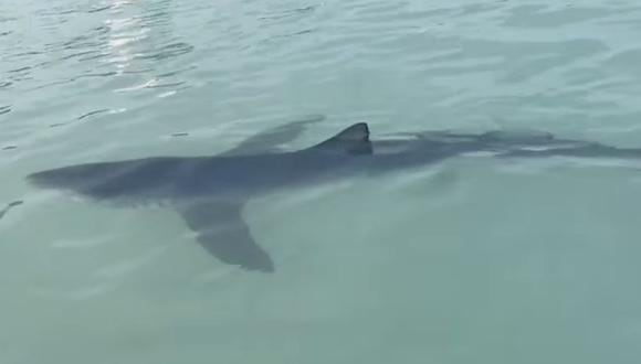 Tiburón azul es avistado a tempranas horas de este martes 29 de marzo en las aguas de Cantolao, en La Punta. (Captura: Facebook)