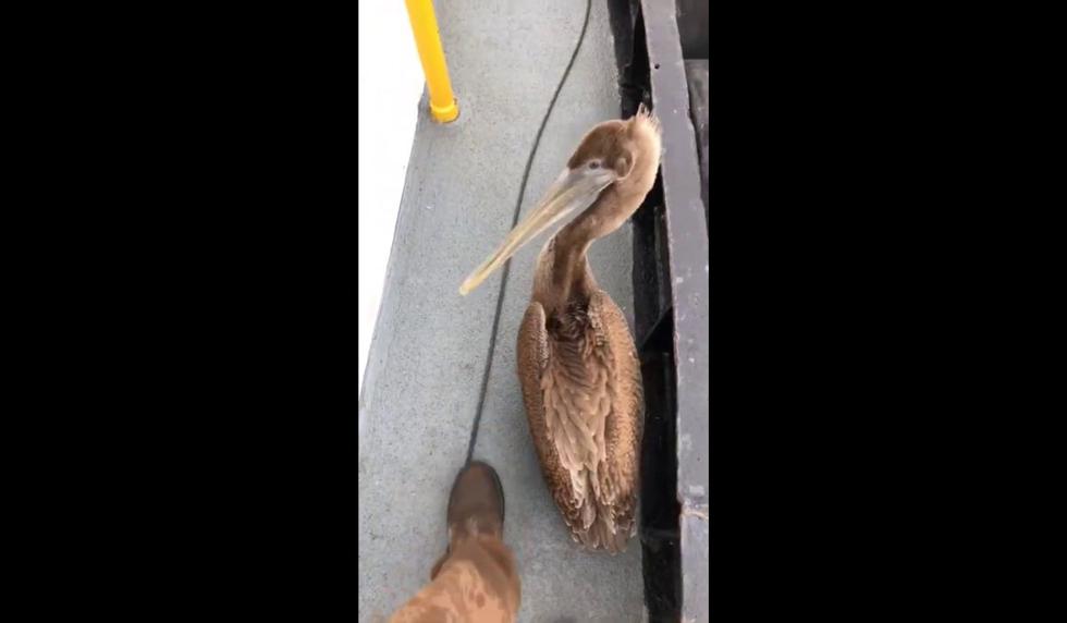 La escena fue registrada en San Diego, California, Estados Unidos.