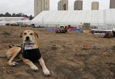 Lima 2019: Conoce a los perros que están acreditados en los Juegos Panamericanos y que puedes adoptar | FOTOS