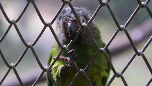 Las aves exóticas son, de acuerdo con Serfor, los animales más afectados por el tráfico de fauna silvestre en el Perú. Los venden como mascotas en el mercado nacional e internacional. (Foto: GEC).