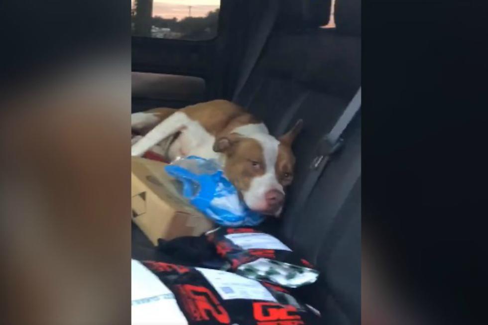 De un momento a otro, un pitbull se subió al auto de unos jóvenes. Cuando se dieron cuenta, este se había 'apoderado' de mucho más que el coche. (Foto: Captura)