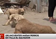 Ladrones envenenan a los perros de todo un barrio en VES | VIDEO