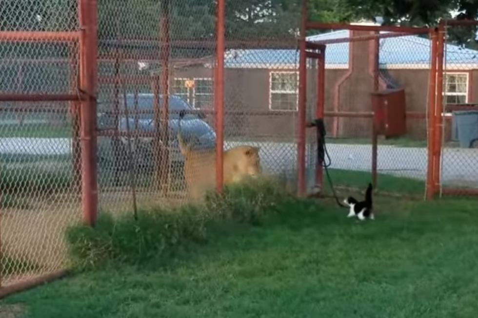 El gato buscó combatir contra el feroz león.| Foto: Captura YouTube/BigCatDerek