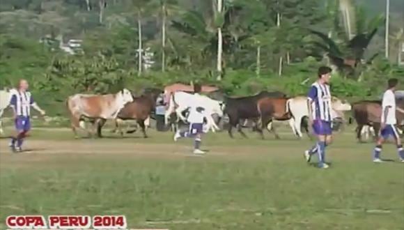 Copa Perú: Partido es interrumpido por invasión de vacas [VIDEO]