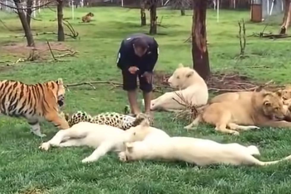 El cuidador no pensó que podría ser atacado por la larga relación que ya había entablado con los felinos. (YouTube: FunnyClip Video)