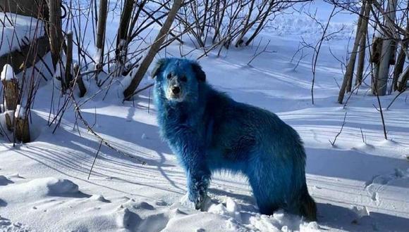 En Rusia aparecieron perros de color azul.