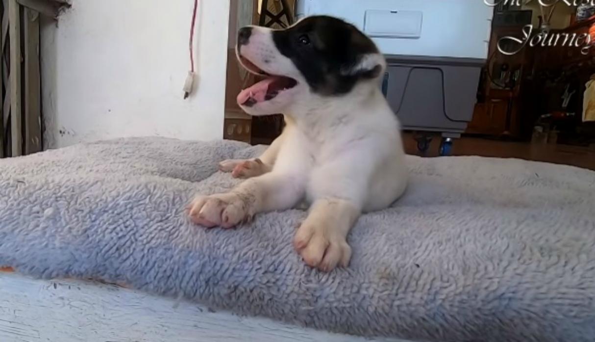 Afortunadamente, así como hay gente que se desprende de sus mascotas, también hay personas que no dudan en rescatar a aquellos animales que han quedado desprotegidos.  (Foto: The Rescue Journey / YouTube)