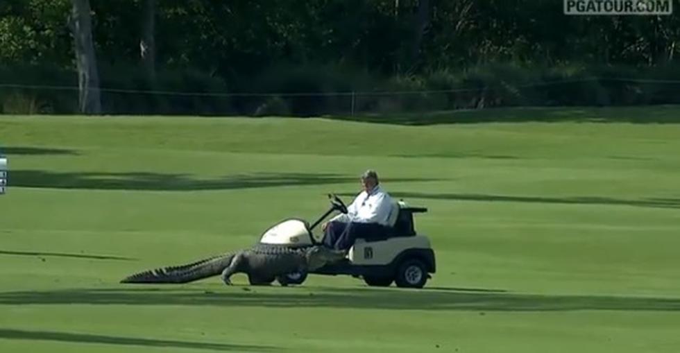 Cocodrilos causan temor durante juego de golf [VIDEO]