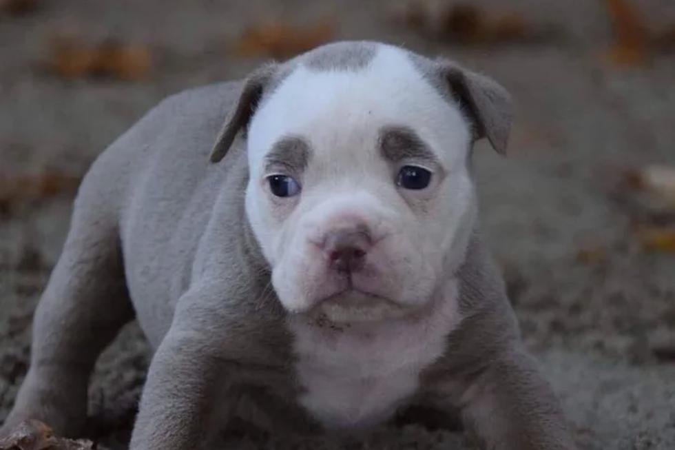Sin embargo, esta adorable perrita de raza bulldog inglés lleva una vida llena de felicidad a lado de su dueña desde que era cachorra. (Fotos: @madame_eyebrows en Instagram)