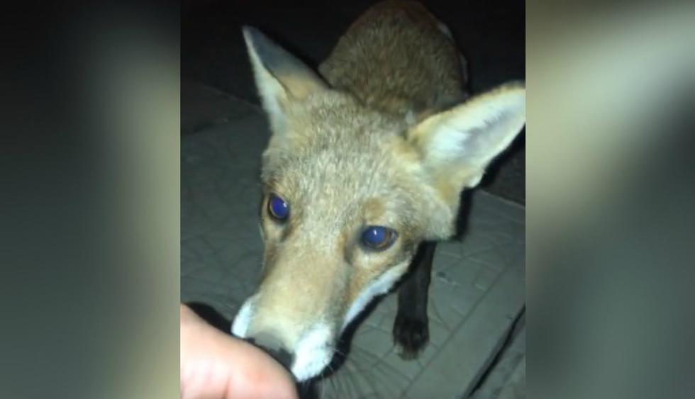 Finalmente hizo que el animal se acercara para intentar acariciarlo. (Facebook: @theCHIVE)