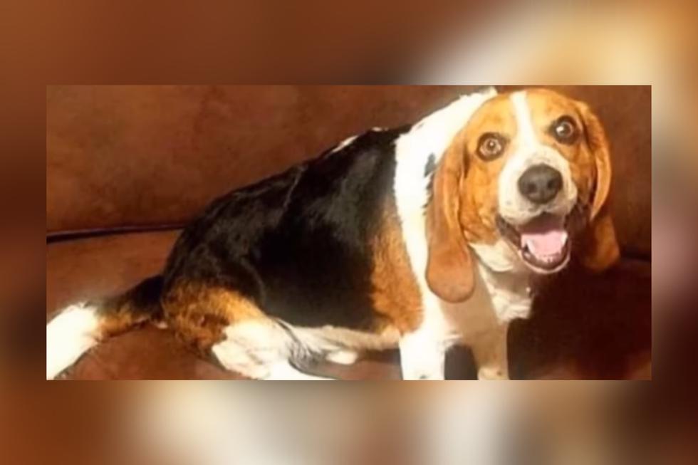 'Gregory' ahora vive feliz con sus nuevos dueños, que se dedican a encontrar perros abandonados a punto de ser sacrificados para buscarles un nuevo hogar. (Foto: Schenley Hutson Kirk en Facebook)