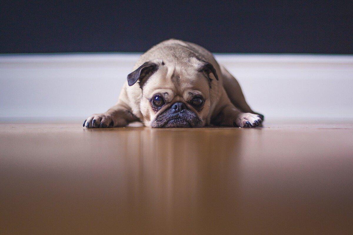 Los perro de raza pug se caracterizan por tener grandes ojos redondos y la nariz aplanada. (Foto: Pixabay/ referencial)