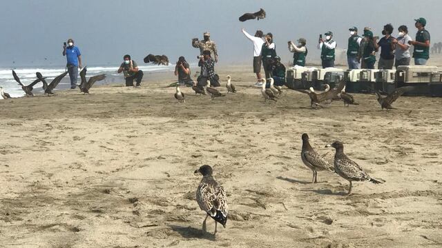 Liberan a 39 aves afectadas por derrame de petróleo tras recibir atención en Parque de las Leyendas