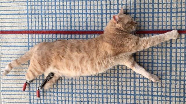Vito, el pequeño felino que perdió dos de sus patas en un accidente de tránsito
