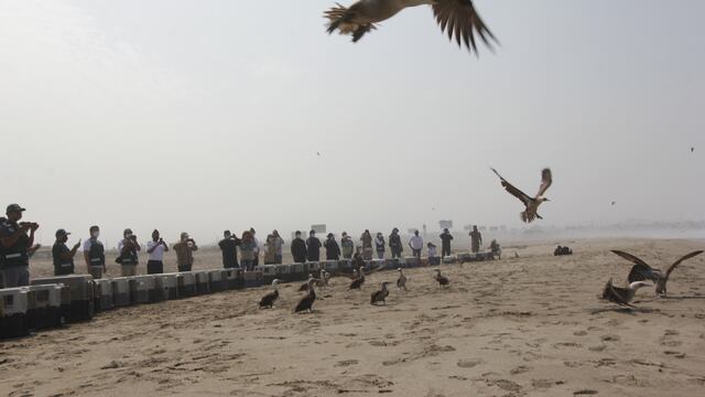 Derrame de petróleo: así fue la liberación de 39 aves afectadas por el crudo de Repsol y que se recuperaron | VIDEO