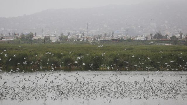 Lima: clubes zonales, Parque de la Reserva, Pantanos de Villa estarán abiertos durante cuarentena 