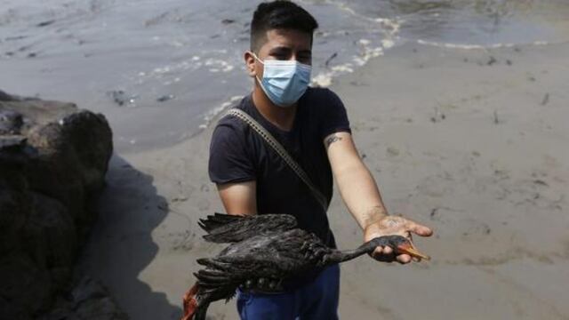 Derrame de petróleo: la mitad de las aves acogidas por el Parque de las Leyendas murieron 