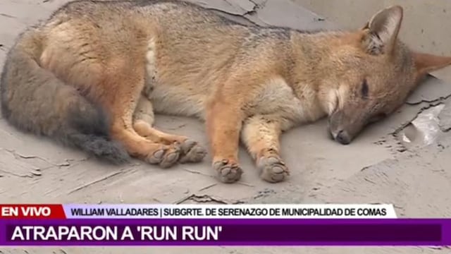 Zorro ‘Run Run’ fue capturado en Comas y llevado al Parque de las Leyendas