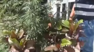 Mujer es intervenida por confundir marihuana con huacayay