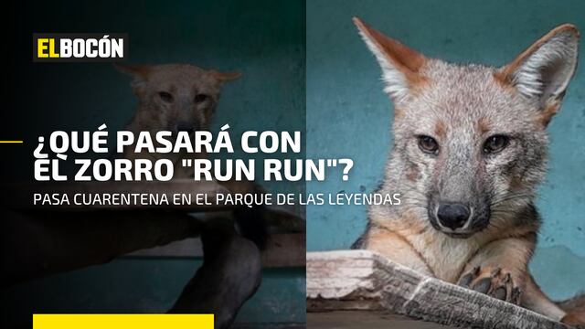 “Run Run”: ¿Qué pasará con el animal andino que fue atrapado y llevado al Parque de las Leyendas?