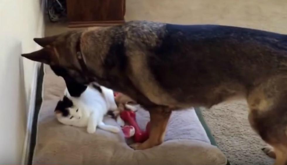 Presunto pasatiempo este YouTube viral | El llamativo comportamiento de perro para que gato se vaya  de su cama | Mascotas | YT | Yutube | Tendencias | Redes Sociales | Estados  Unidos | USA | EEUU | Fotos | Video | TRENDS | EL BOCÓN