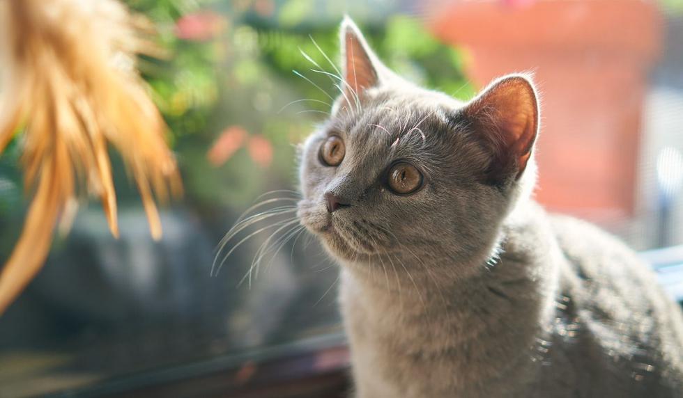 El video del gato puede tener muchas más reproducciones dentro de poco. (Foto referencial: Pixabay)