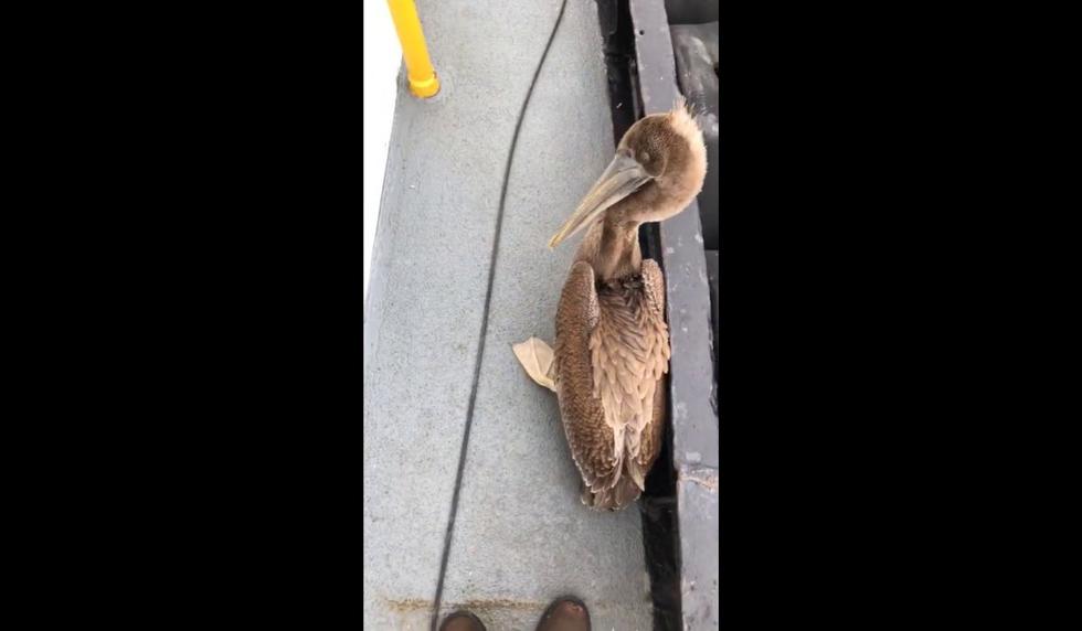 El material promete volverse más popular en los próximos días.