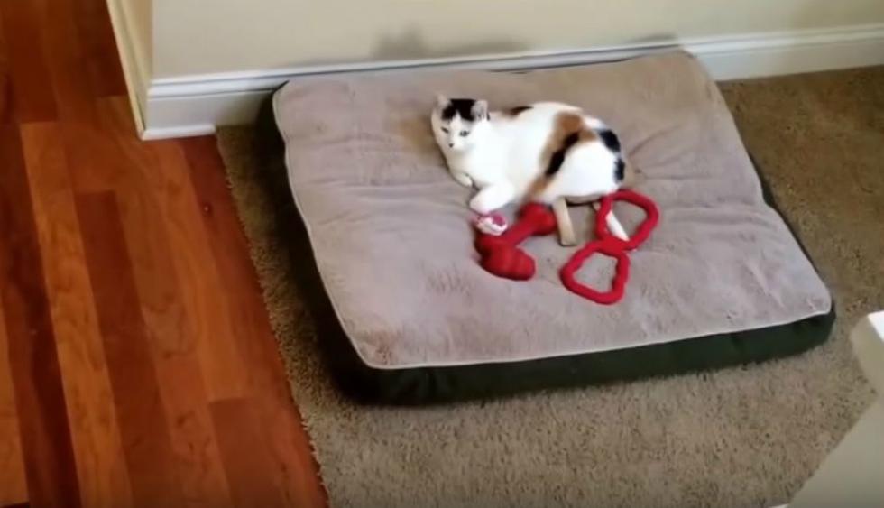 El pequeño felino estaba echado tranquilamente en la cama del can. (YouTube: Rumble Viral)