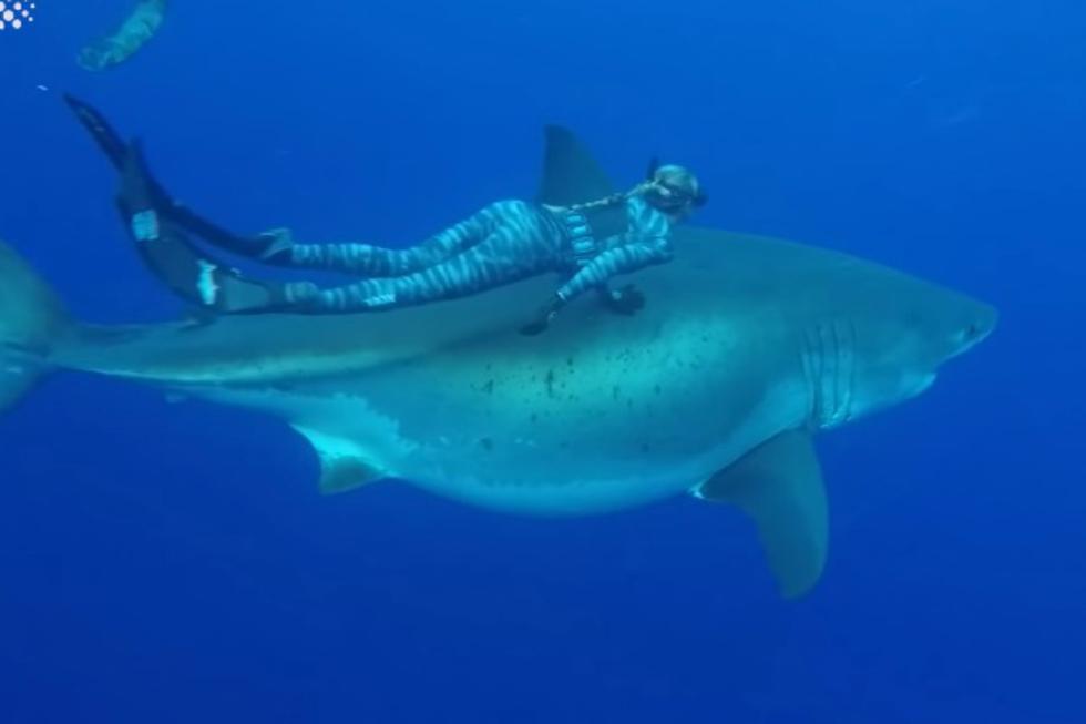 Se viralizó en YouTube el inesperado encuentro entre un grupo de buzos y un tiburón blanco. Ocurrió en Hawái. (Foto: Captura)