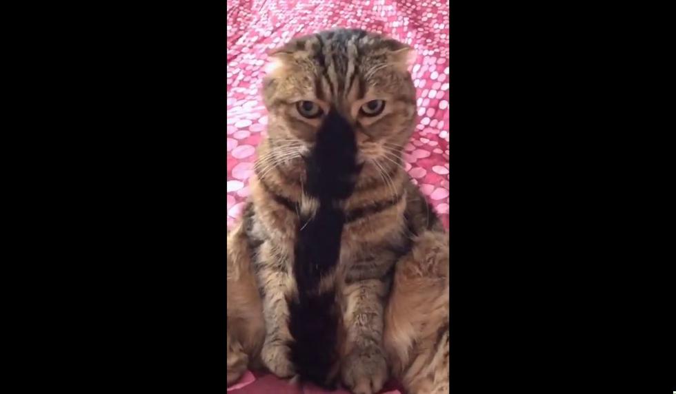 El animal se quedó quieto al ver su cola. (Foto: ViralHog / YouTube)