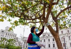 Realizan control biológico de plagas de insectos en áreas verdes y parques del Cercado de Lima