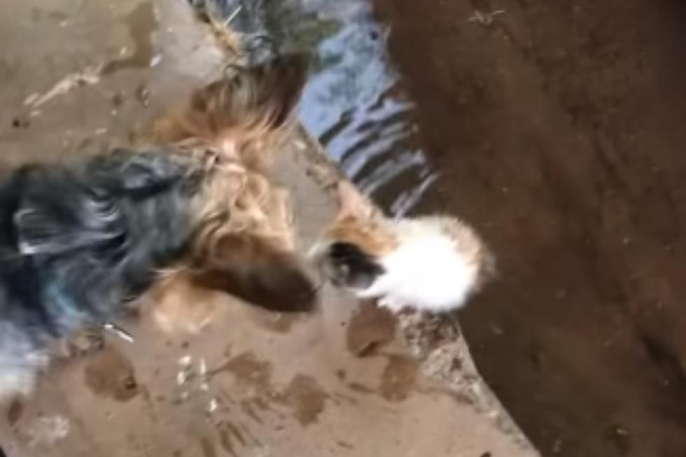'Hazel' encontró a la minina -que posteriormente fue bautizada como 'Sheba'- en la entrada de su casa y la llevó hasta su dueña, que la ayudó y logró que su hermano la adoptara. (Foto: Happily en YouTube)