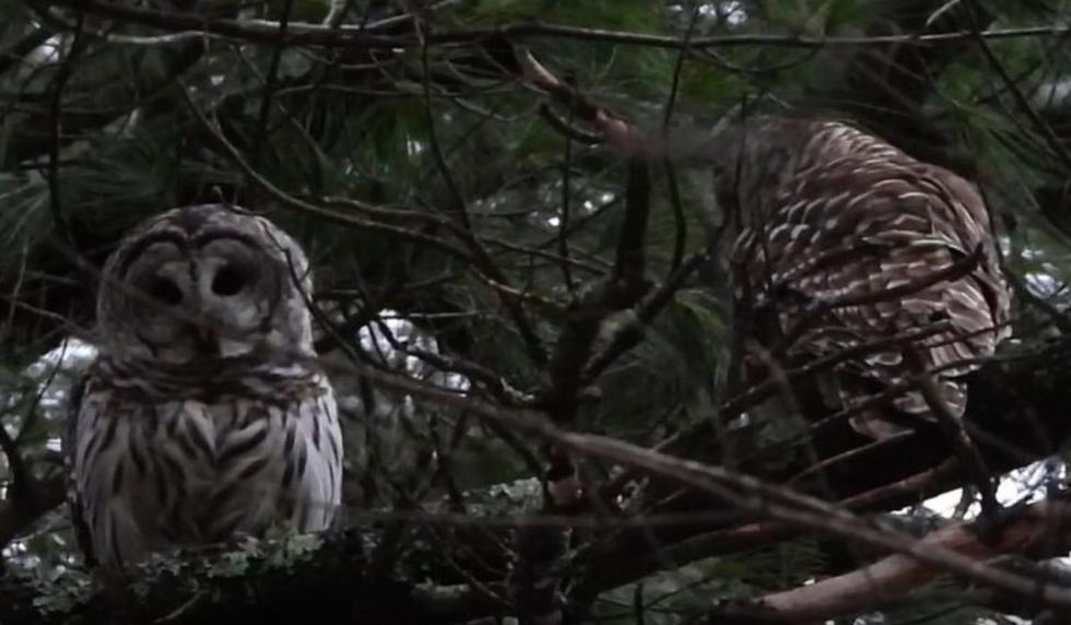 El material fue publicado en las redes por el canal ViralHog. (Captura)