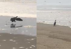 Triste realidad: ave marina no pudo volar por estar cubierta de petróleo  | VIDEO
